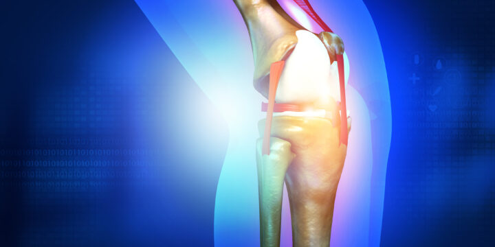 靭帯と線維プロテイン