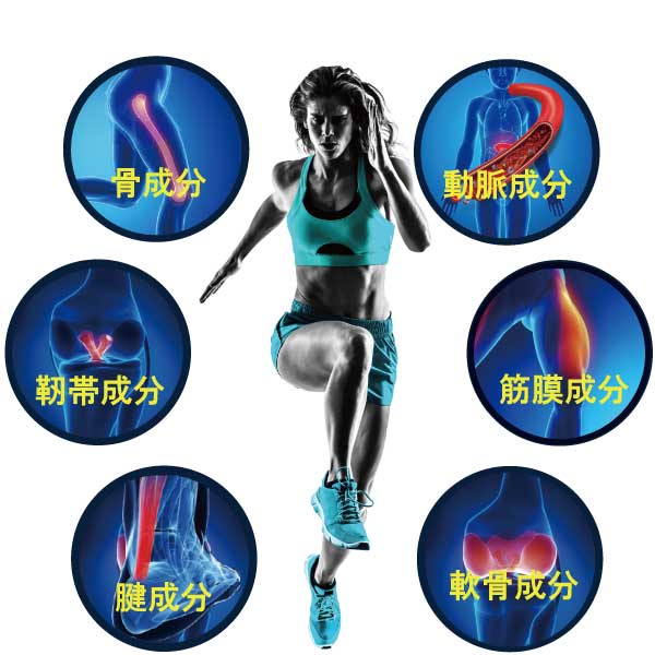 運動部位と線維プロテイン